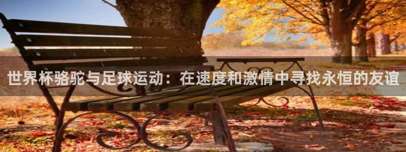 世预赛免费直播入口：世界杯骆驼与足球运动：在速度和激情中寻找永恒的友谊