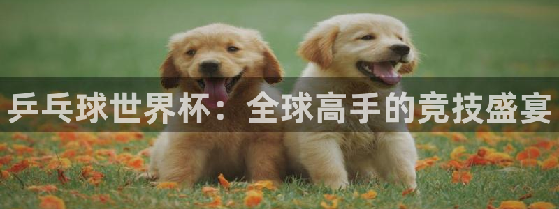 世界杯直播观看：乒乓球世界杯：全球高手的竞技盛宴